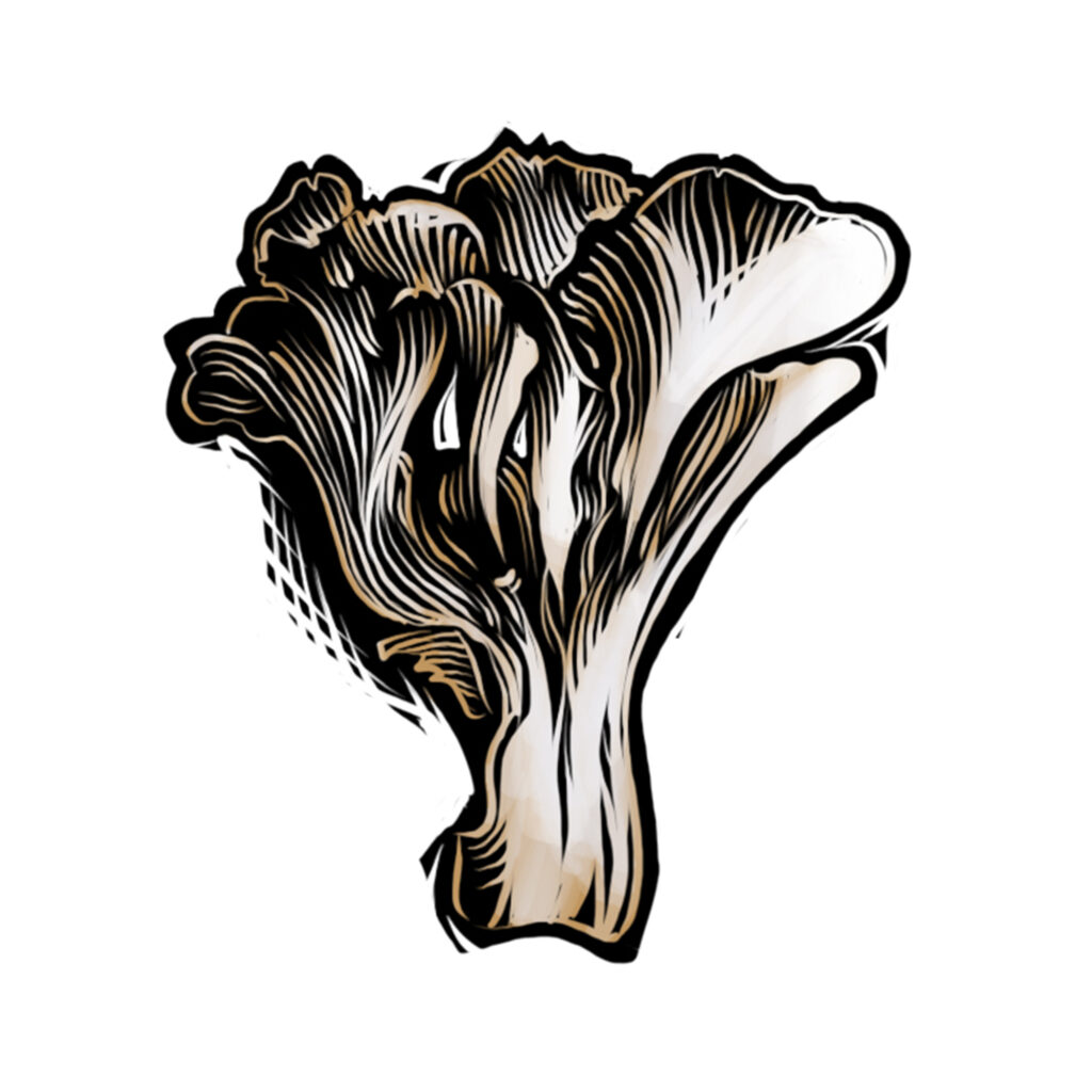 Linocut illustration of maitake mushroom