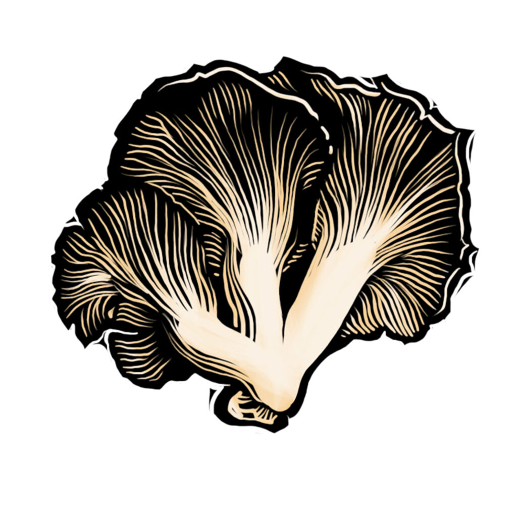 Linocut illustration of oyster mushroom